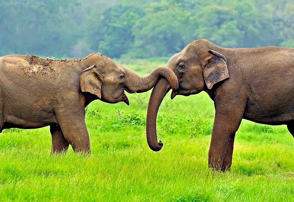 Discover the Ultimate Wildlife Family Adventure in Sri Lanka