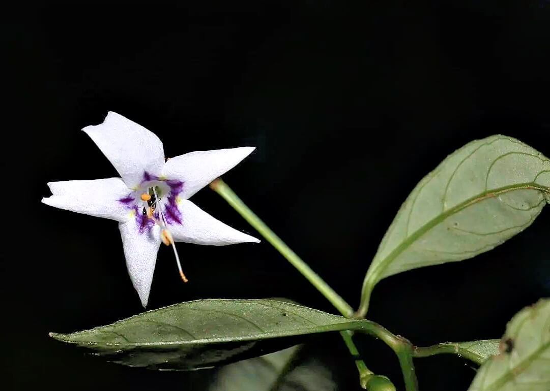 භාතිය ගොපල්ලව ශ්‍රී පාද අඩවියේ නමින්, නව ශාක විශේෂයක් හඳුන්වා දෙයි