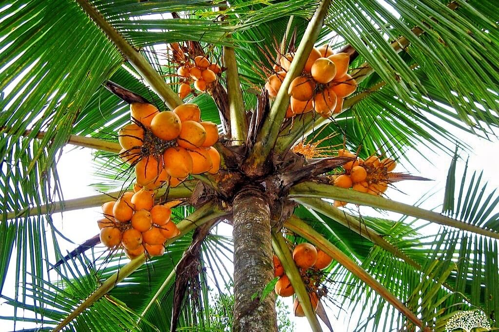 ThreeChillies Ceylon  King Coconut 